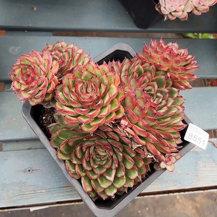 兜***米8551杂交多肉植物基地