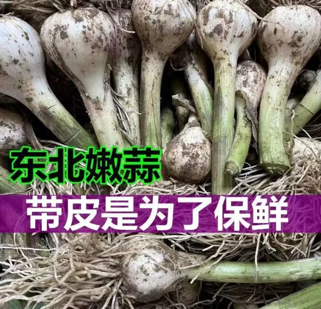 东北农家现挖小青蒜白皮嫩蒜适合腌制糖醋蒜 带老皮 可扒皮需备注