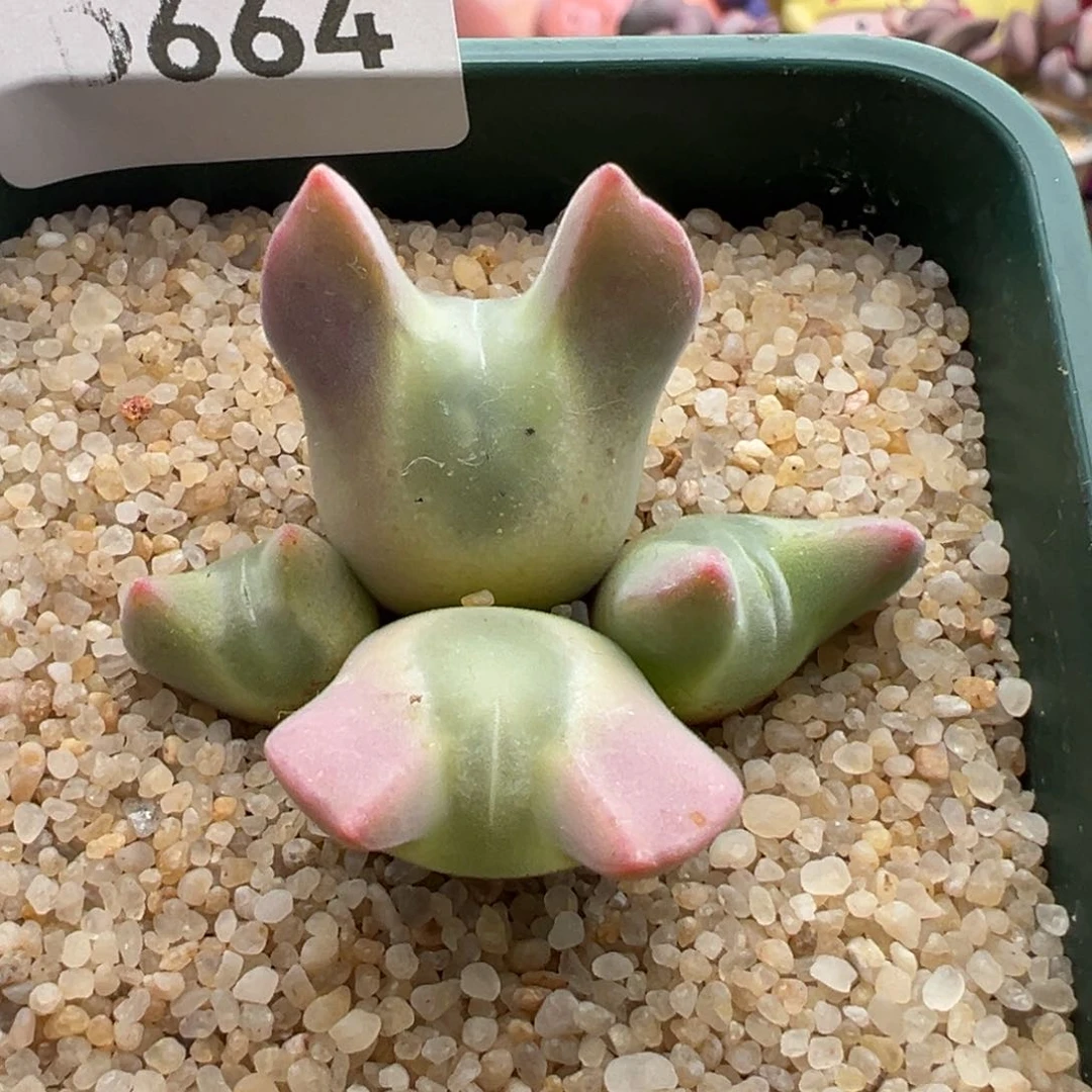 ?*幵718。青蛙大眼空蝉。