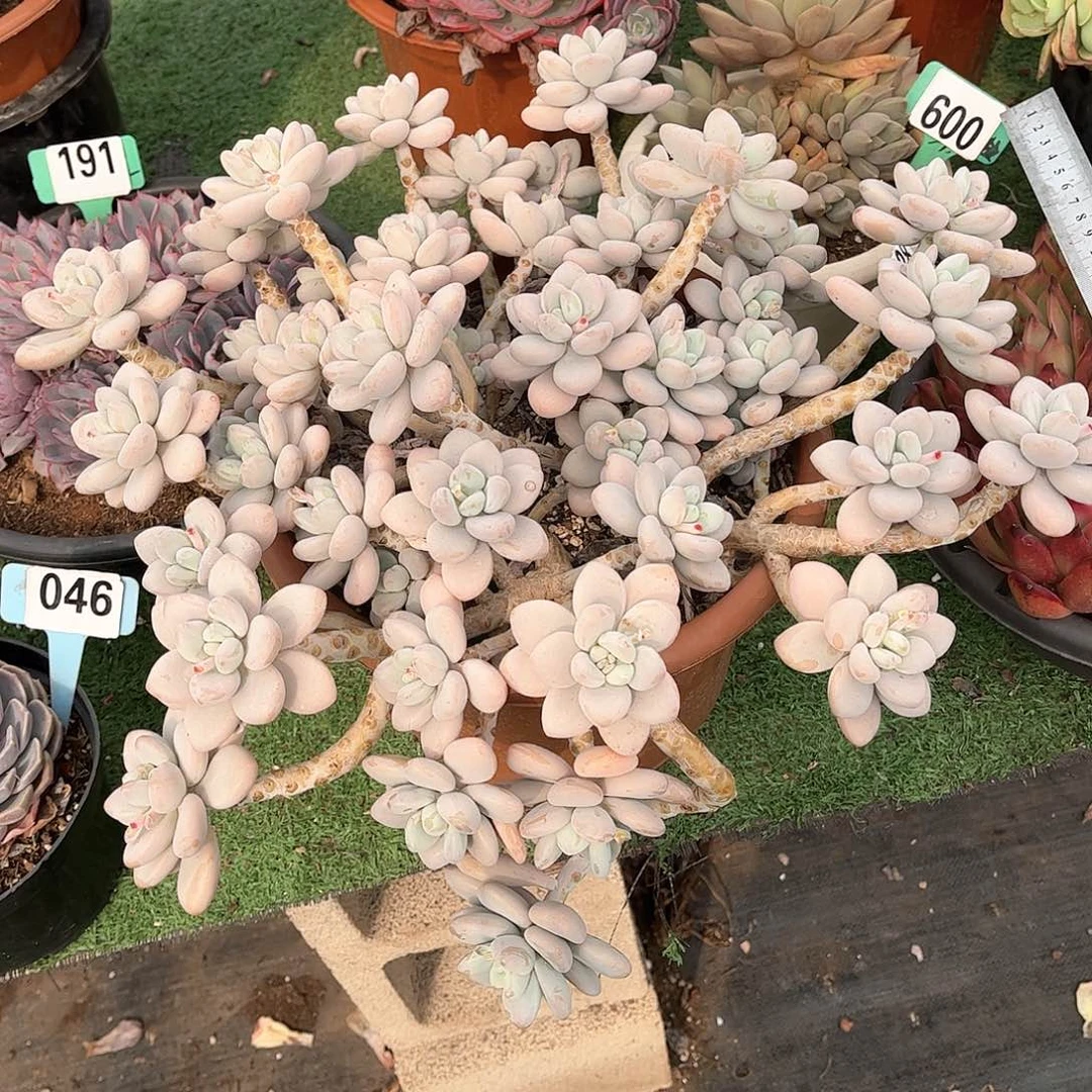 东****燕洛神多肉植物8