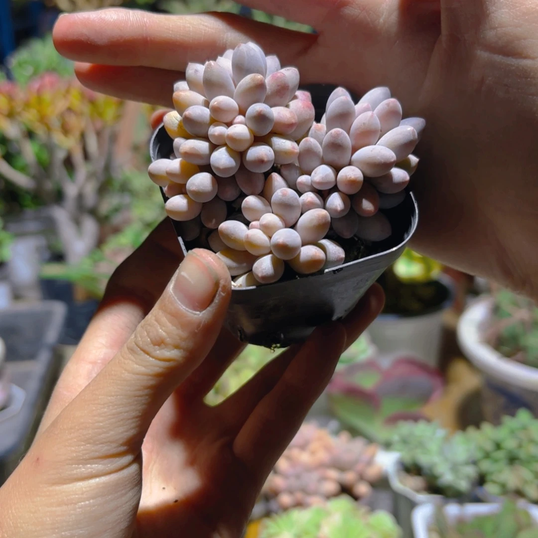 婴儿手指新疆包邮6.5cm