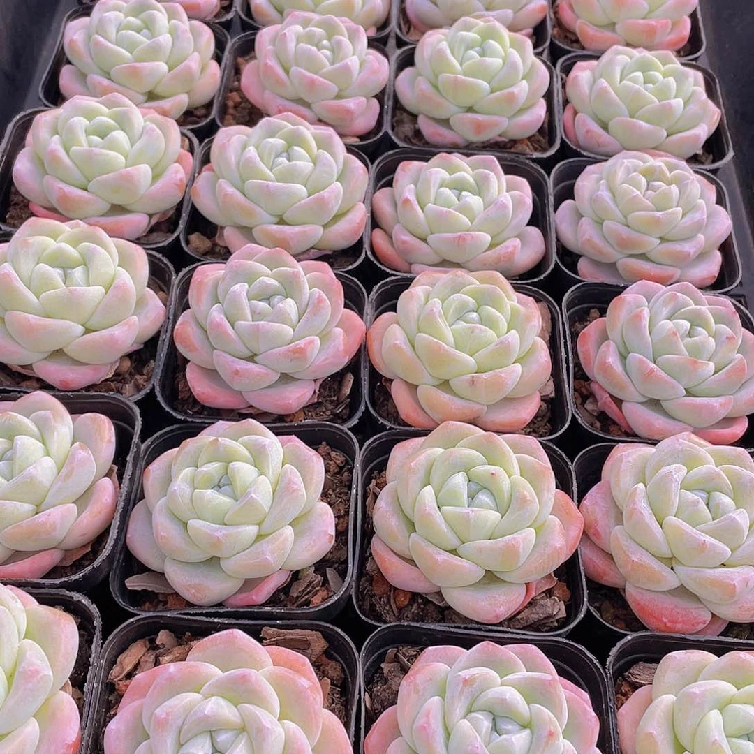 量拍141号 樱花钻石冰玉单头一个