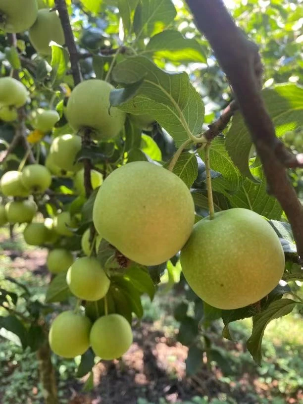 广西青皮山楂果 可做酸酸甜甜糖山楂 泡山楂酒 晒山楂干5斤起