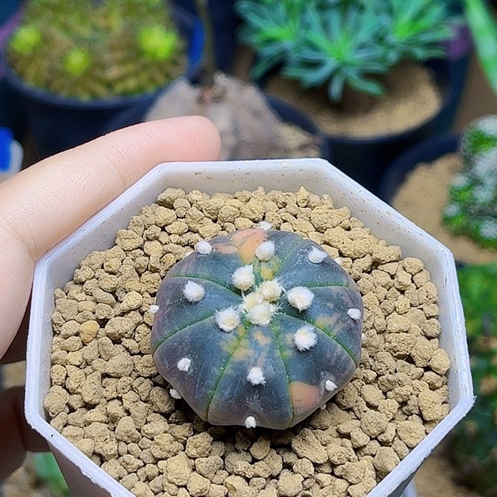 ?***?紫皮散癍兜锦3.4公分