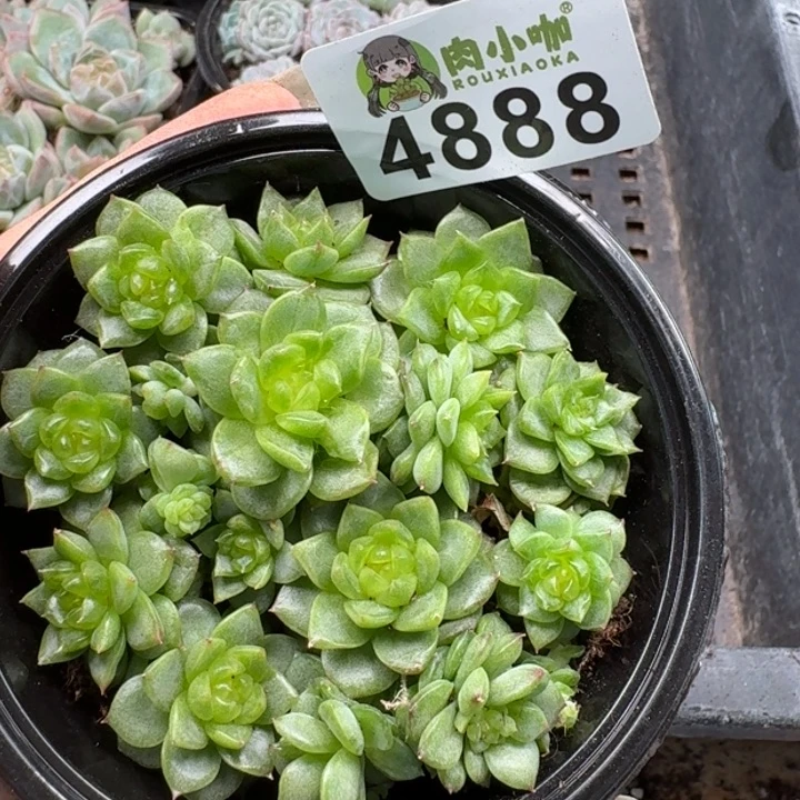 月***凉多肉植物多肉植物