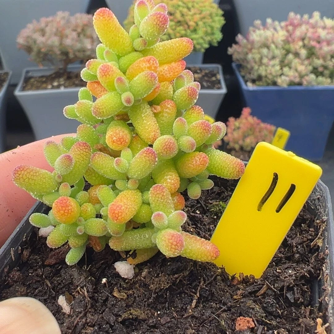 金桔糖球11号5.5cm盆