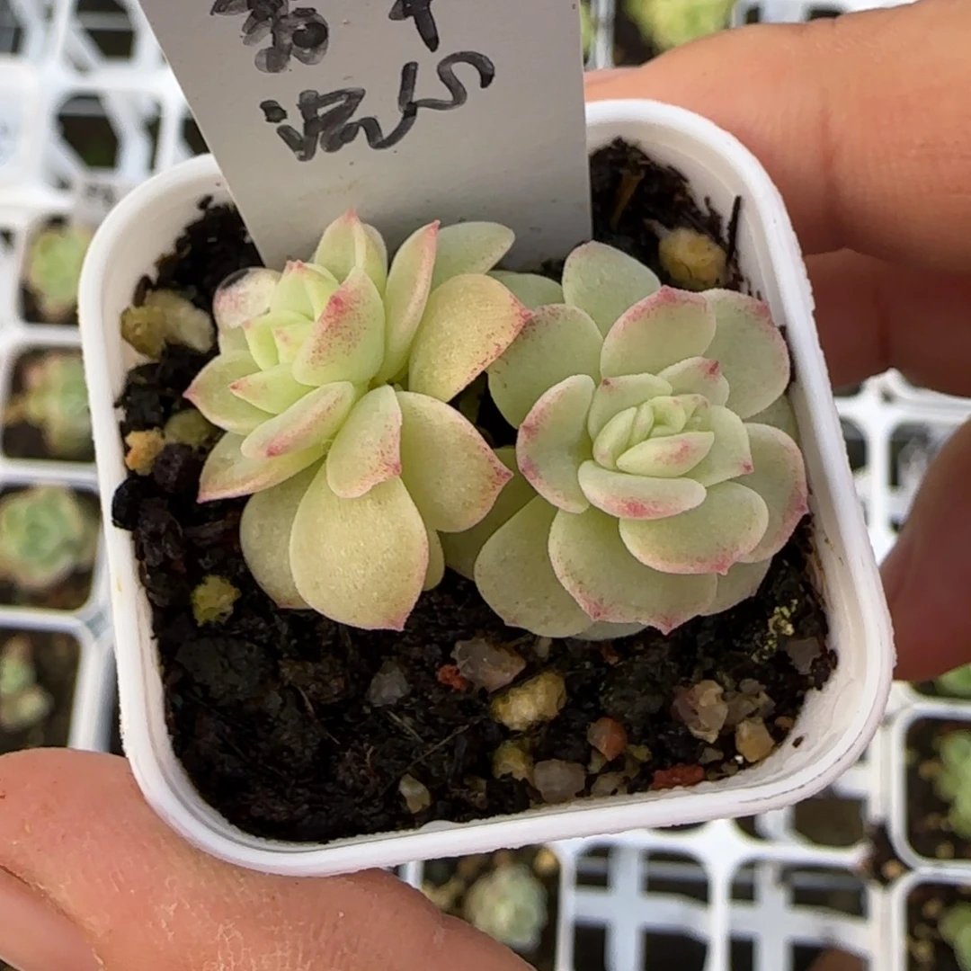 翡翠流心盆1个2床满25包邮