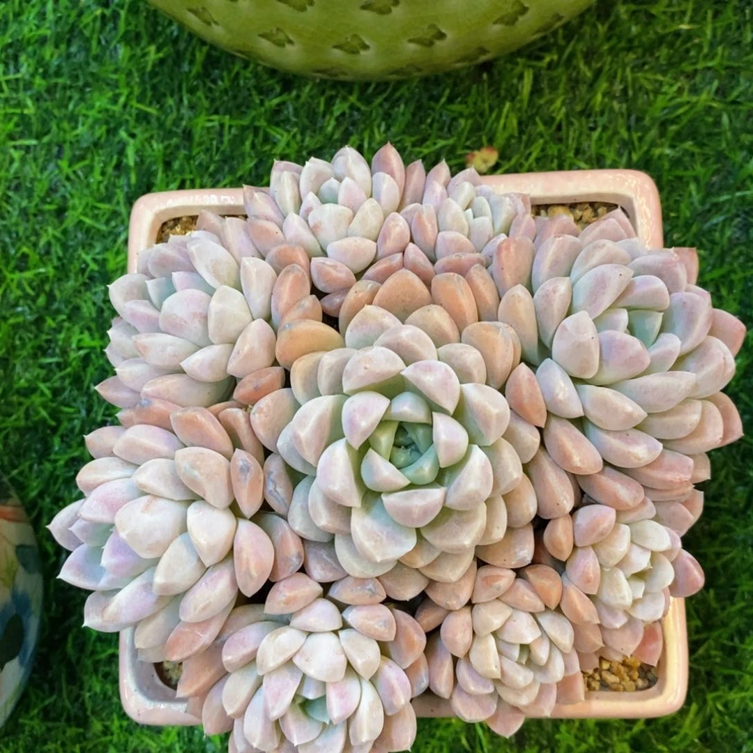 自然群捧花，月影系列，123467649