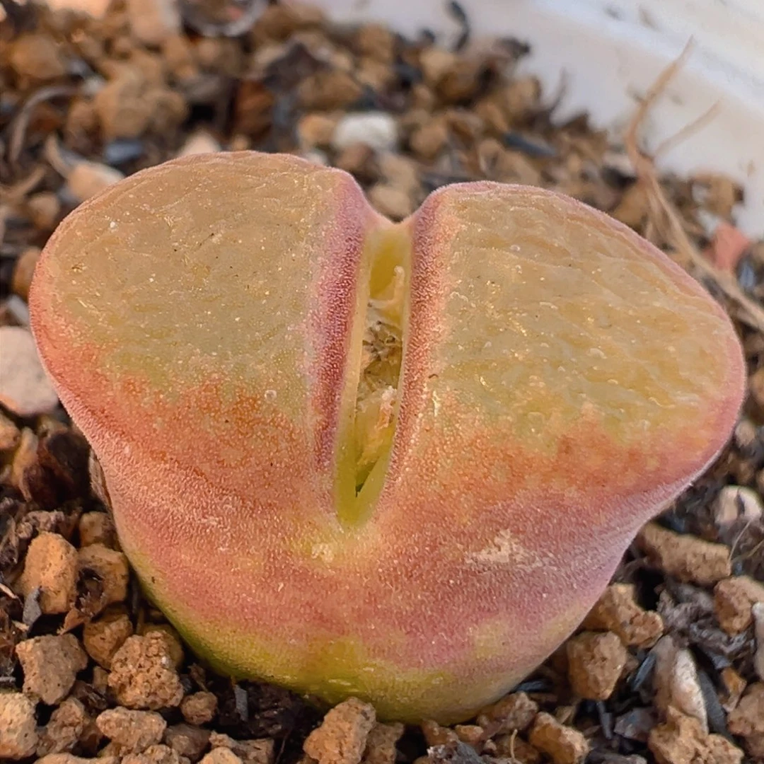 9多肉植物百科知识