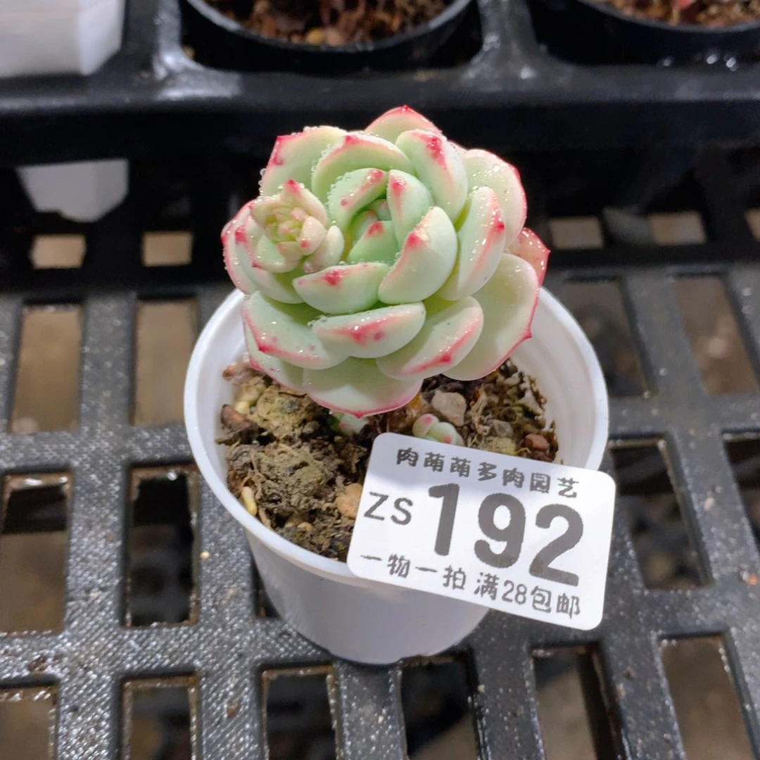 肉萌萌拇指盆精控多肉ZS192