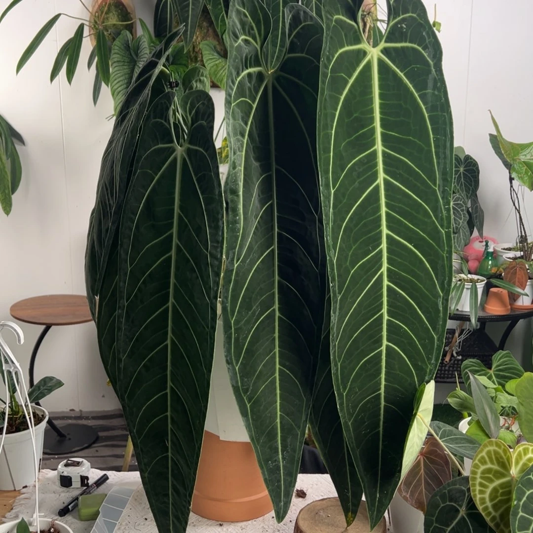 完全开放双头母本鹤后