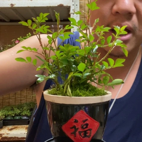 红陶一物一拍所见即所得34