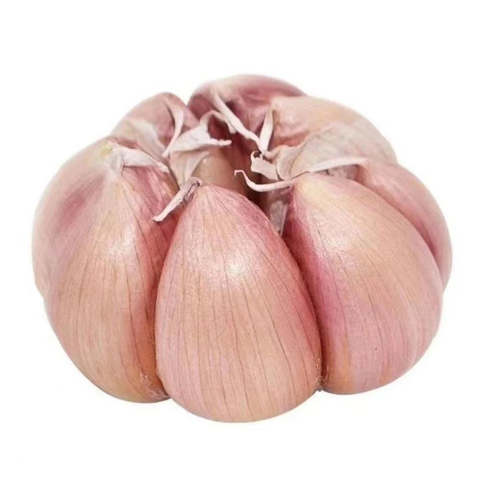 【农家土大蒜】农家大蒜新干蒜紫白皮大蒜辛辣脆嫩多瓣蒜新蒜生鲜