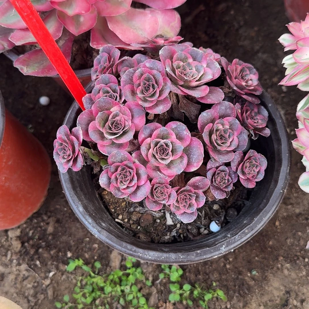 轻***风4181纳福多肉法师