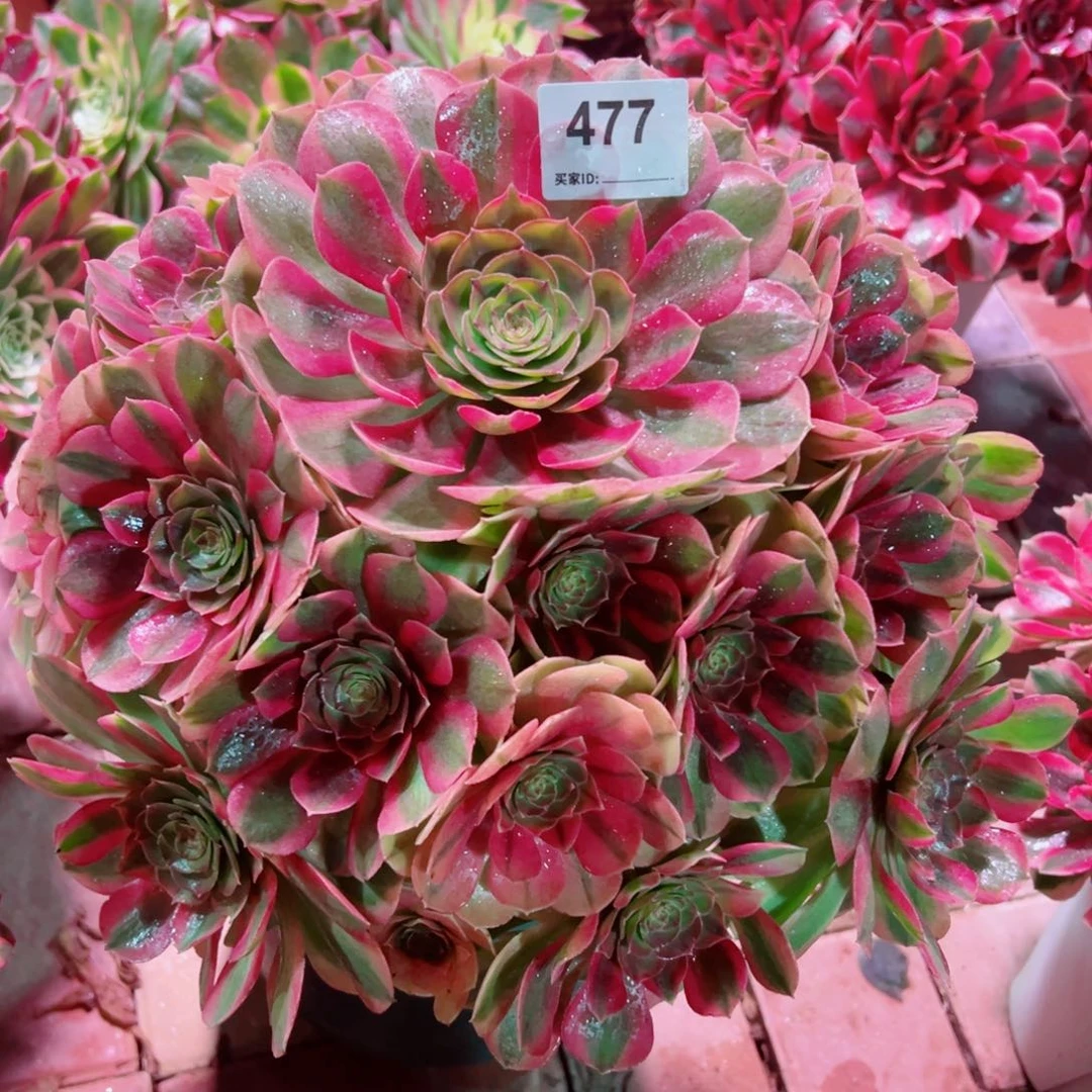 477雨荷法师多肉植物