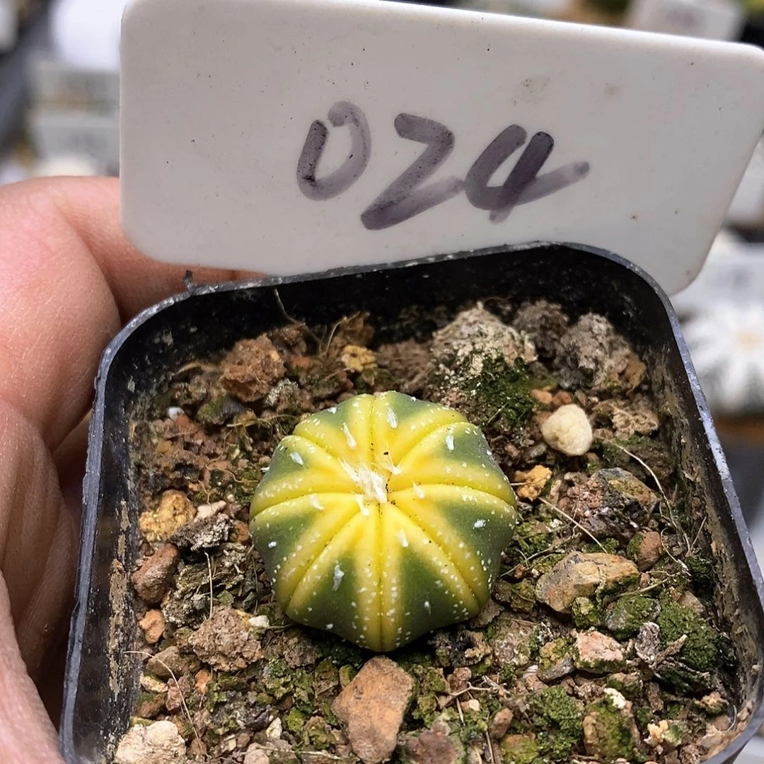 A****a开播时间周一晚播到周四