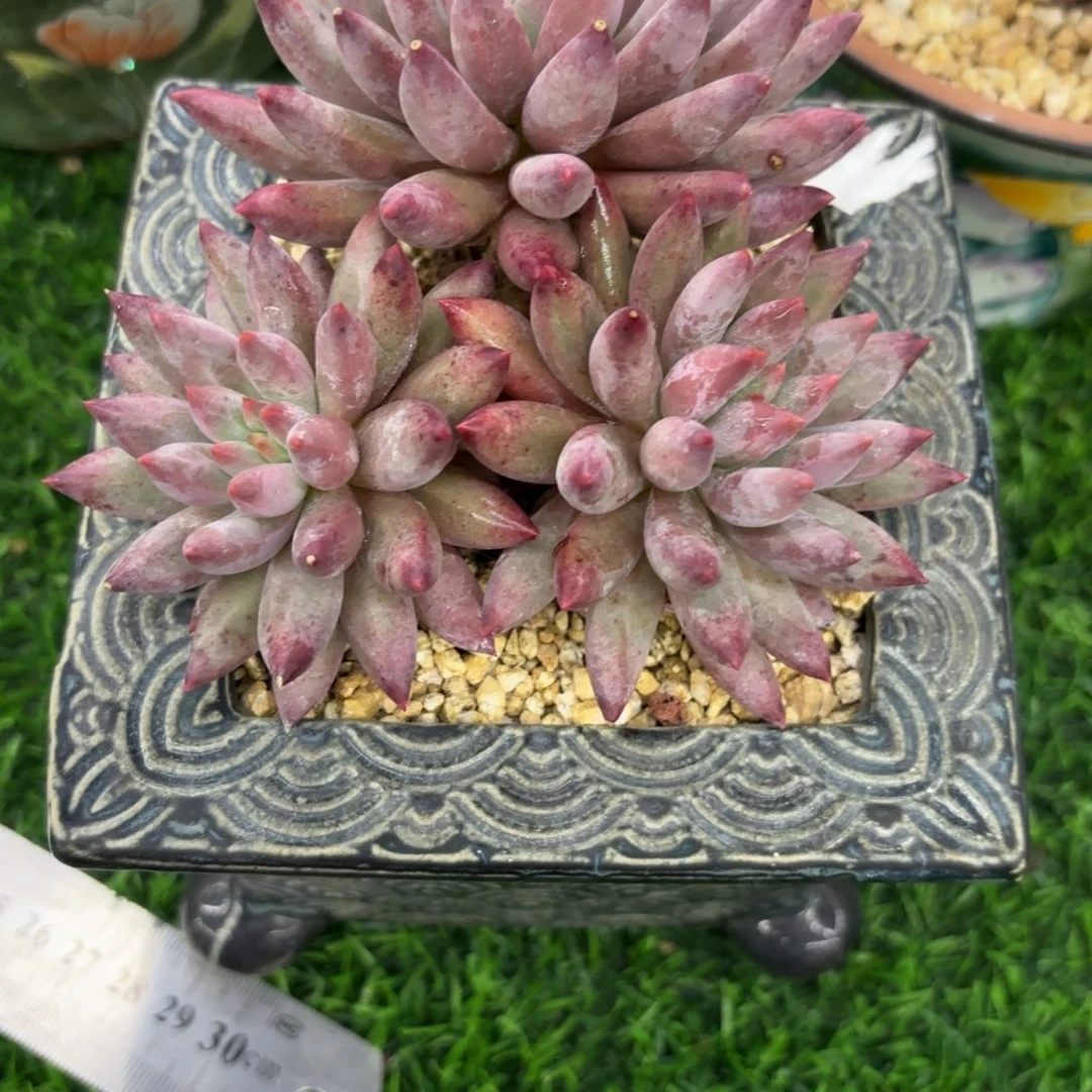 吕***金我们都会有自己喜欢的东西