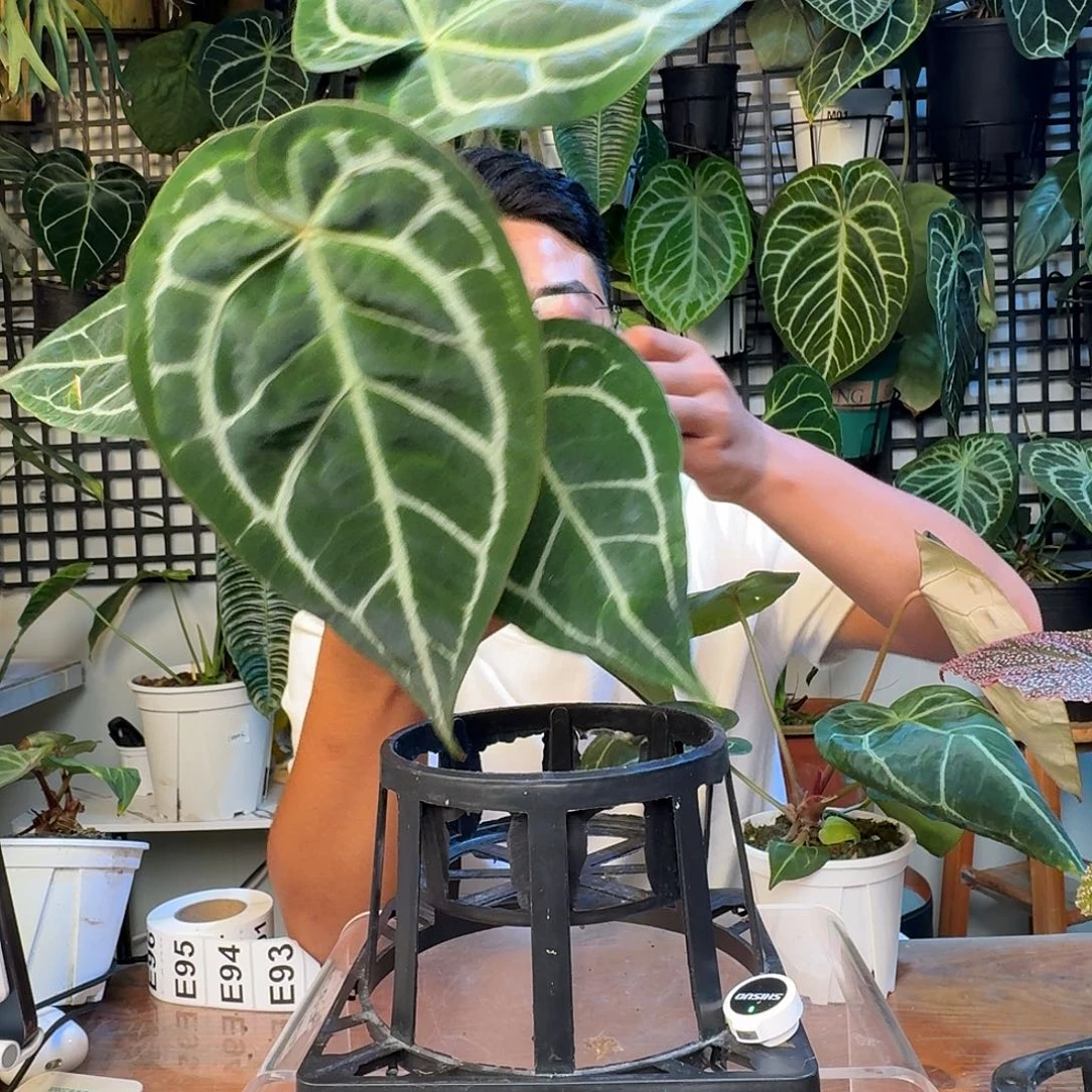 无花朵呆***花一物一拍E92