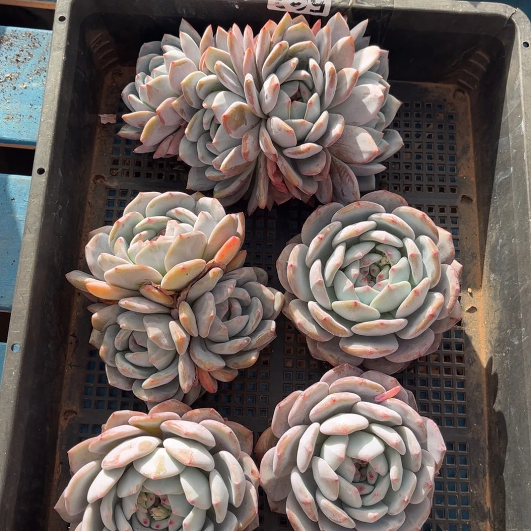 651号新疆西藏内蒙古不包邮的