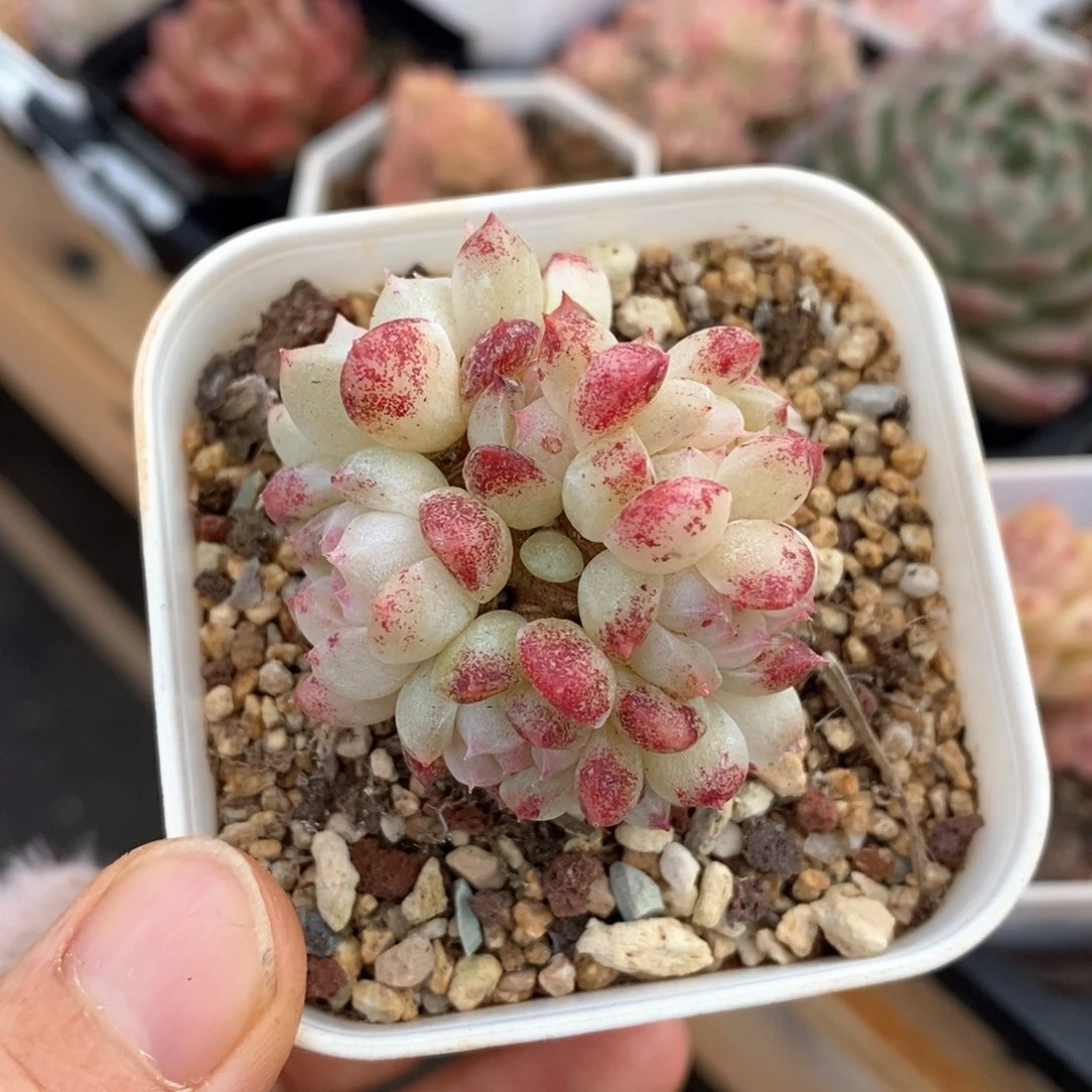 精品多肉一物一拍3