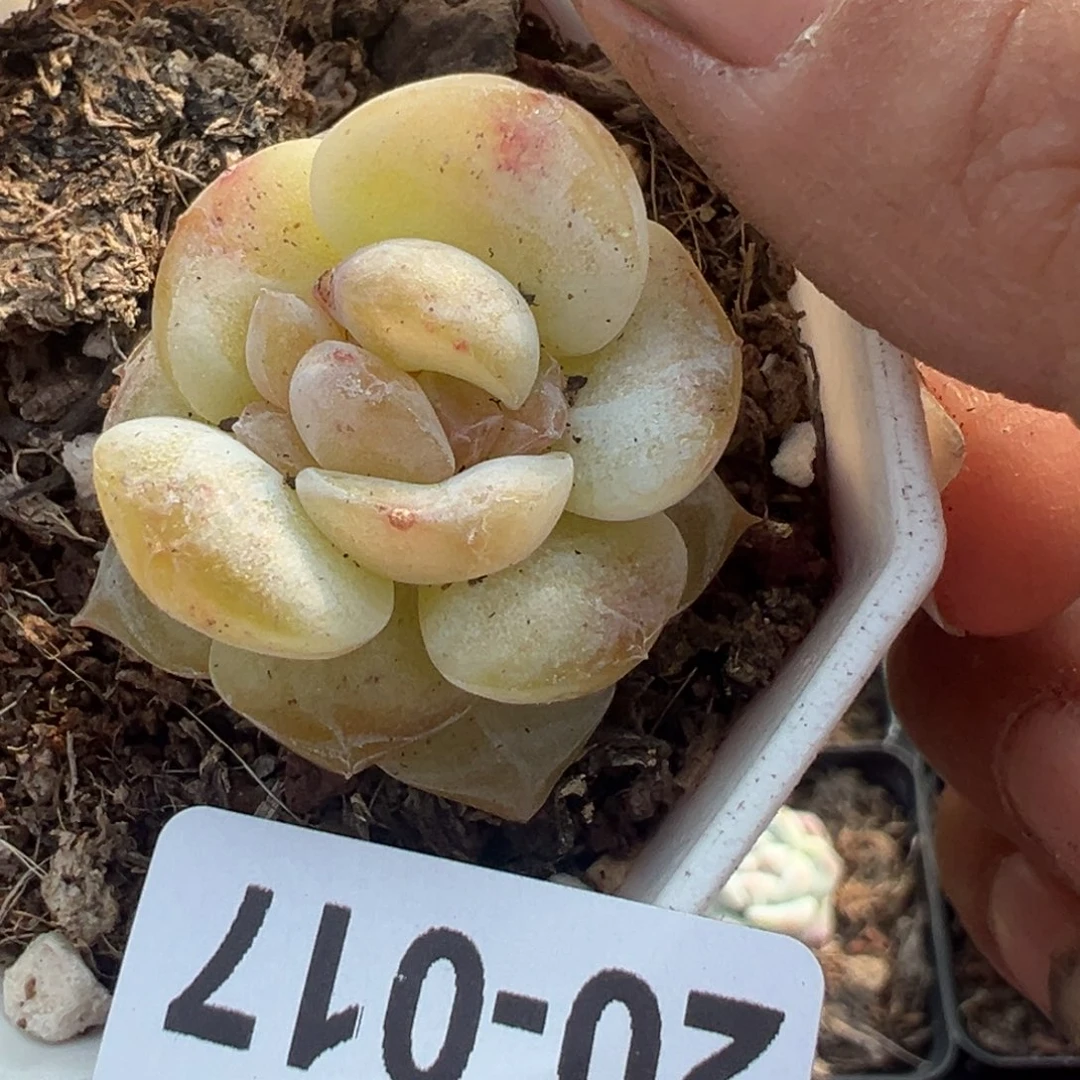 小卡拉米糖心一物一拍20-17