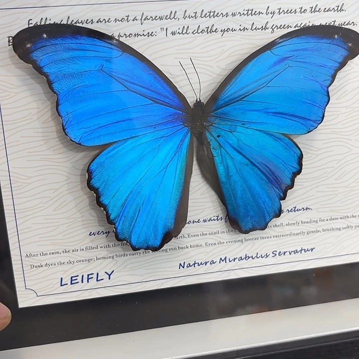 P***-蝴蝶标本定制103@