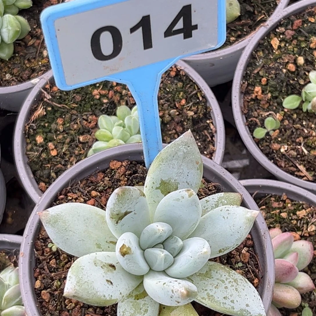 多肉植物伊丽莎白014