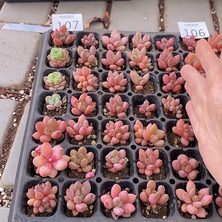 107 多肉植物盆栽花卉
