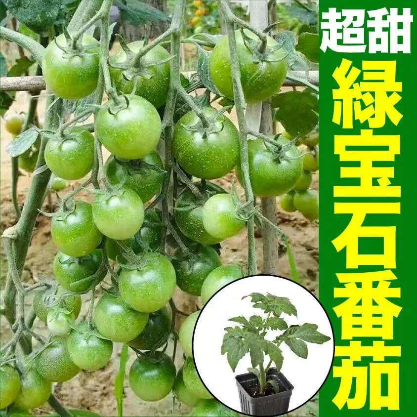 寿光绿宝石番茄秧苗超甜贼不偷青色西红柿寿光苗场穴盘育苗