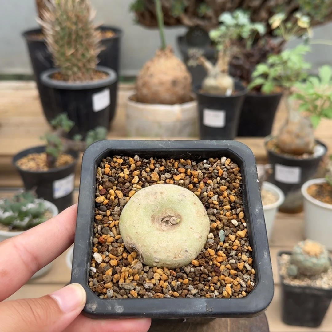 649黑球花罗摩块根植物