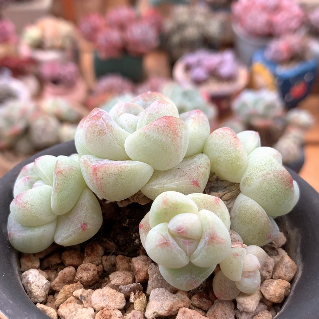 白底冰玉一物一拍 024