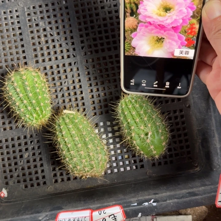 249毛芙蓉歪4公分左右无根侧牙，20包邮
