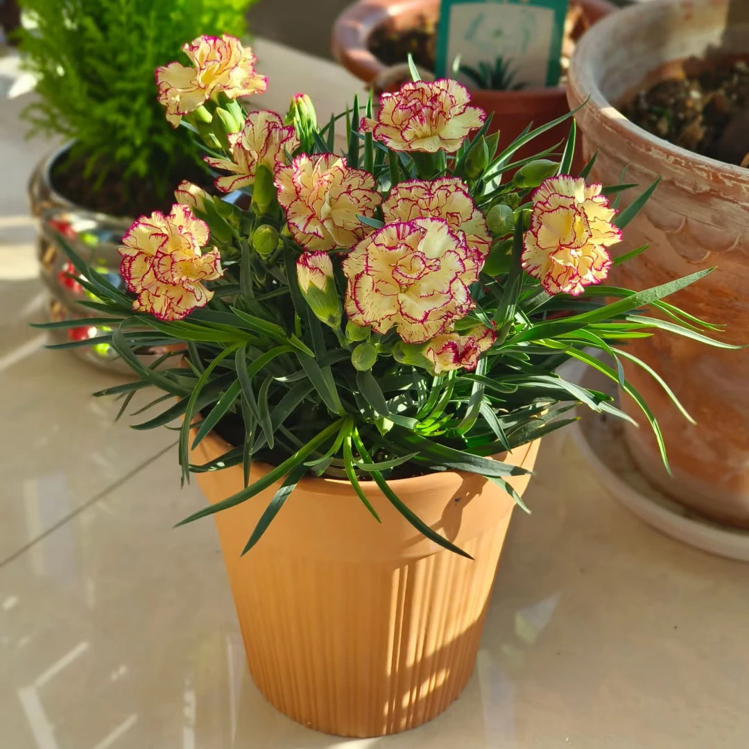 重瓣康乃馨/随机色/简易盆 全场满19元包邮