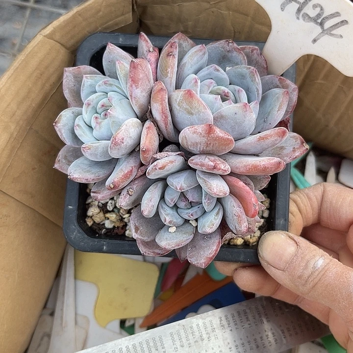 两单包邮，一物一拍124石榴