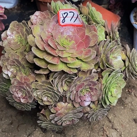 妙***喵万圣节拉丝锦老桩871号