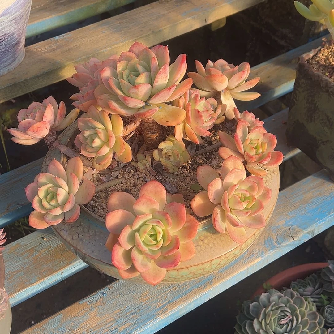 粉贝拉裸根发货。