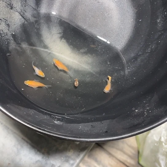 青鳉小町球观背青鱂