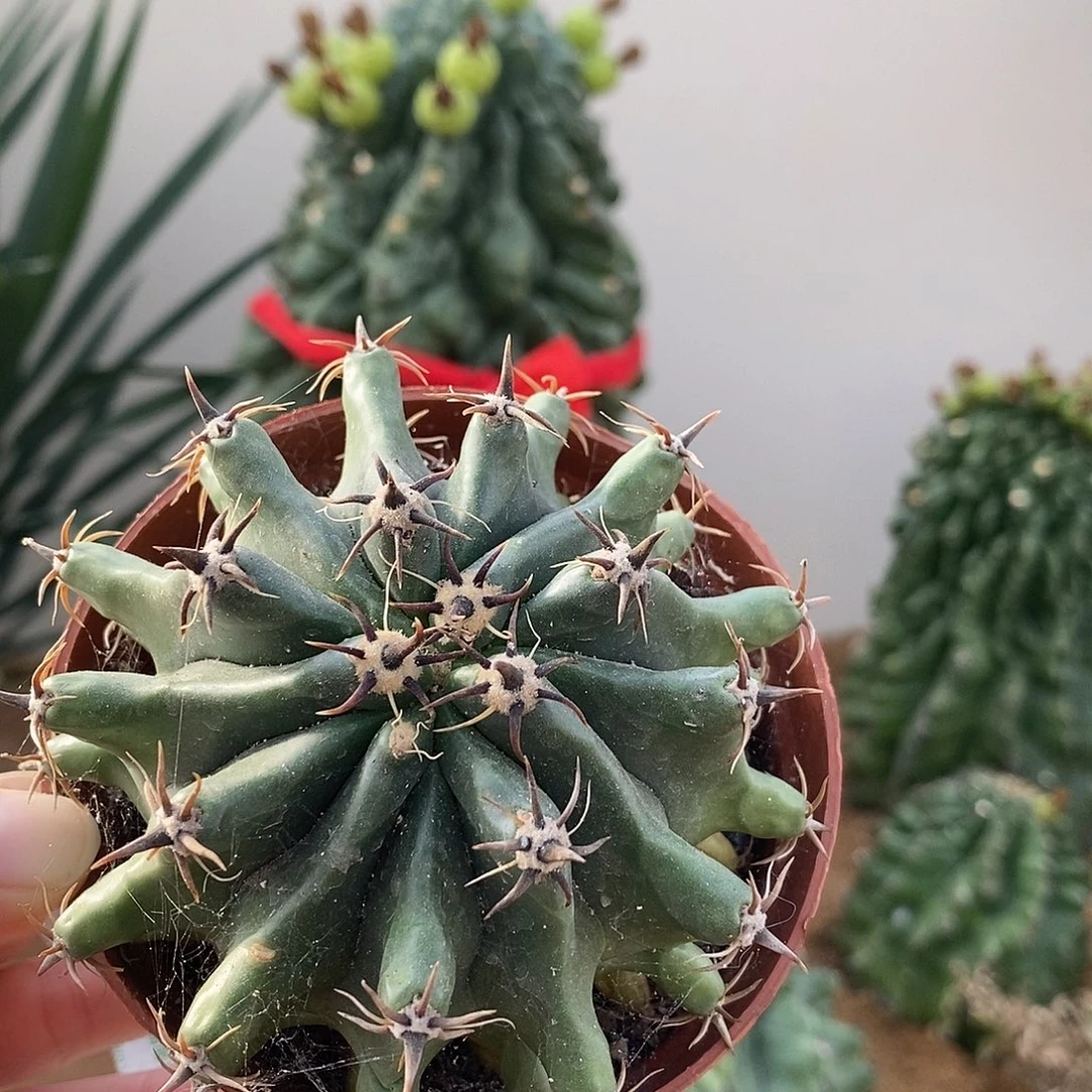 带刺直径10公分。