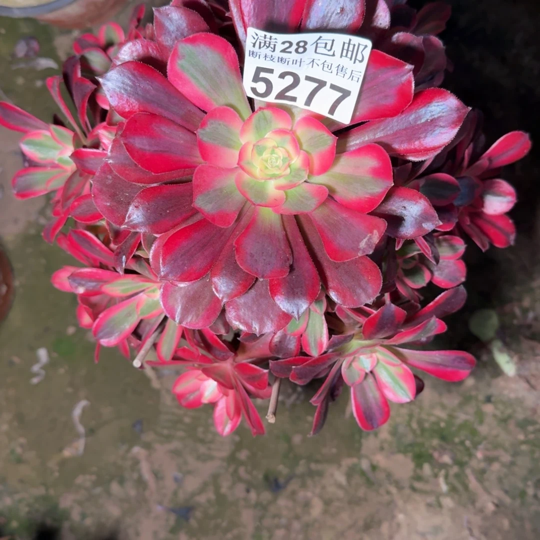 5277美杜莎多肉植物