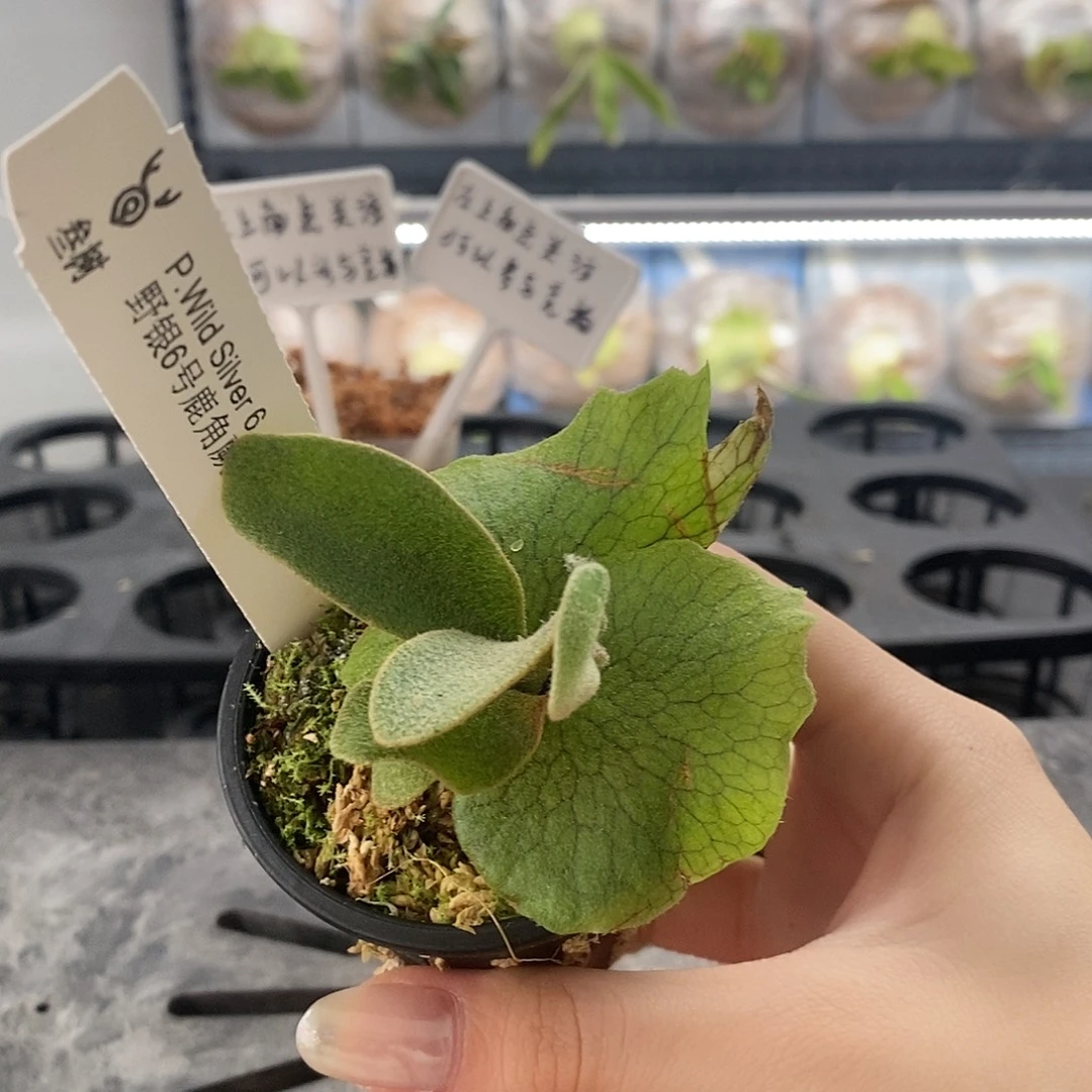 无花朵野银6号鹿角蕨