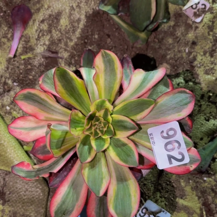 962红魔女多肉植物不售后