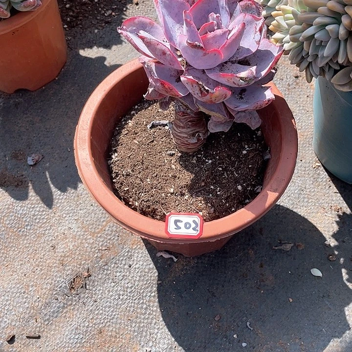 502晚霞 一物一拍多肉