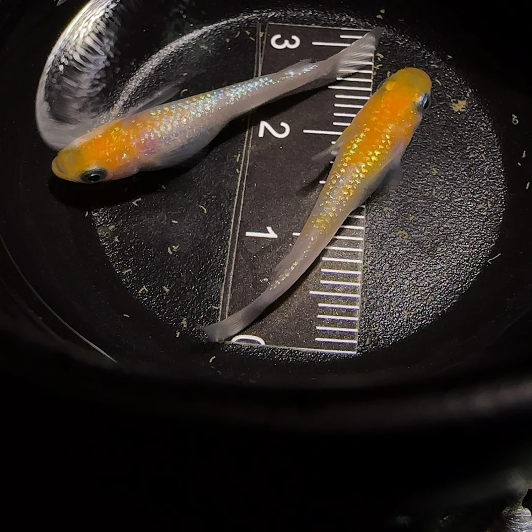 青鳉鱼一物一拍649