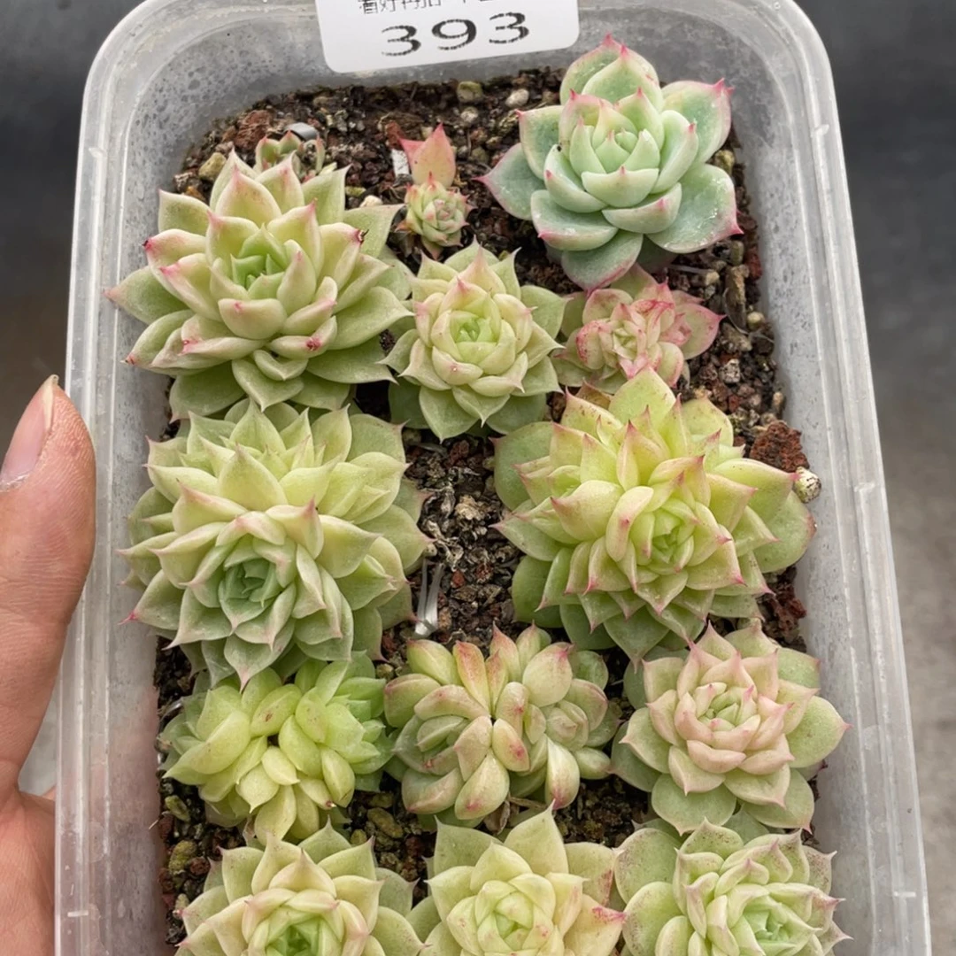 云糖心多肉植物393
