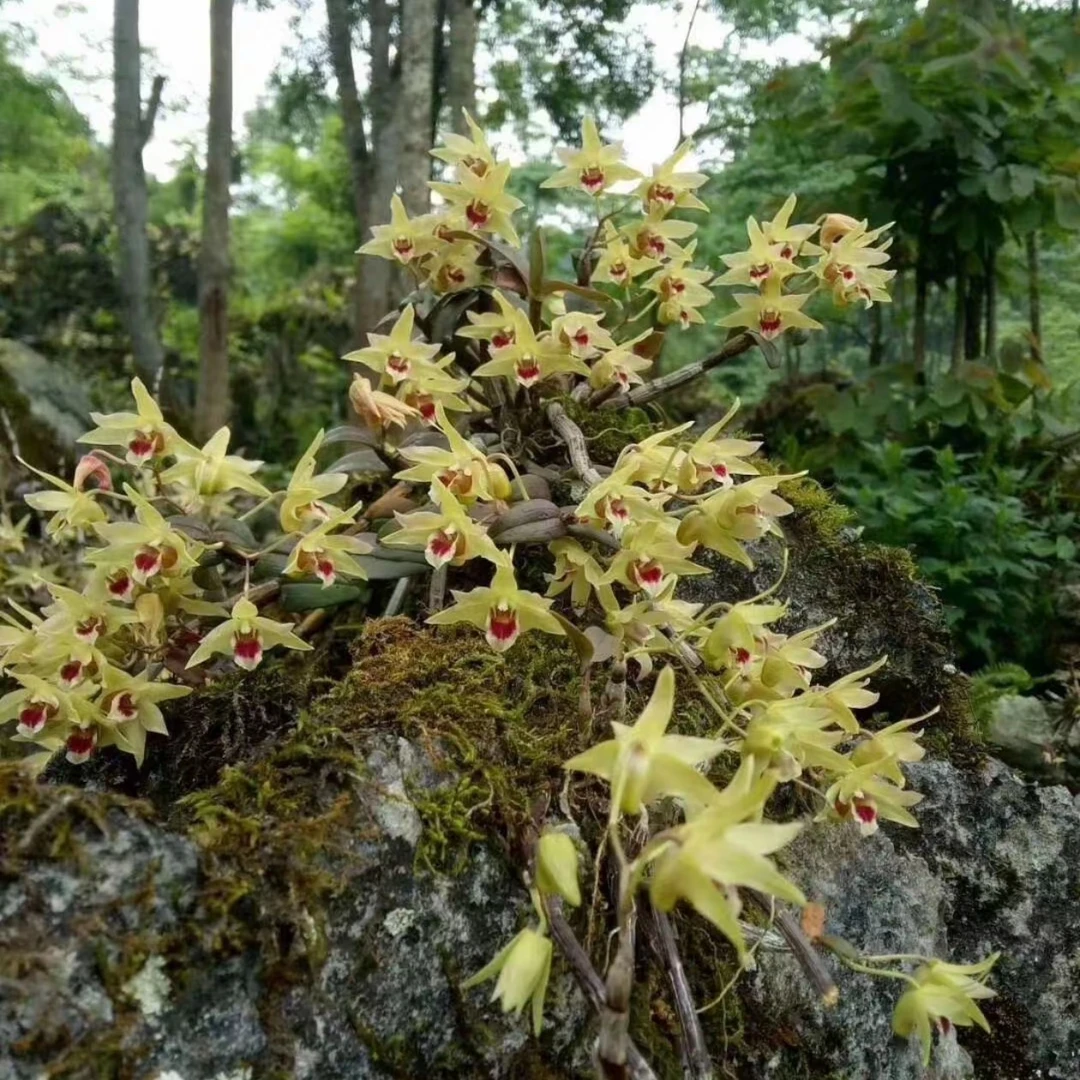 原产铁皮石斛石斛兰鲜苗可用于煲汤的绿植花卉一物一拍