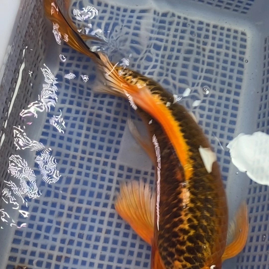 锦鲤冷水锦鲤包邮