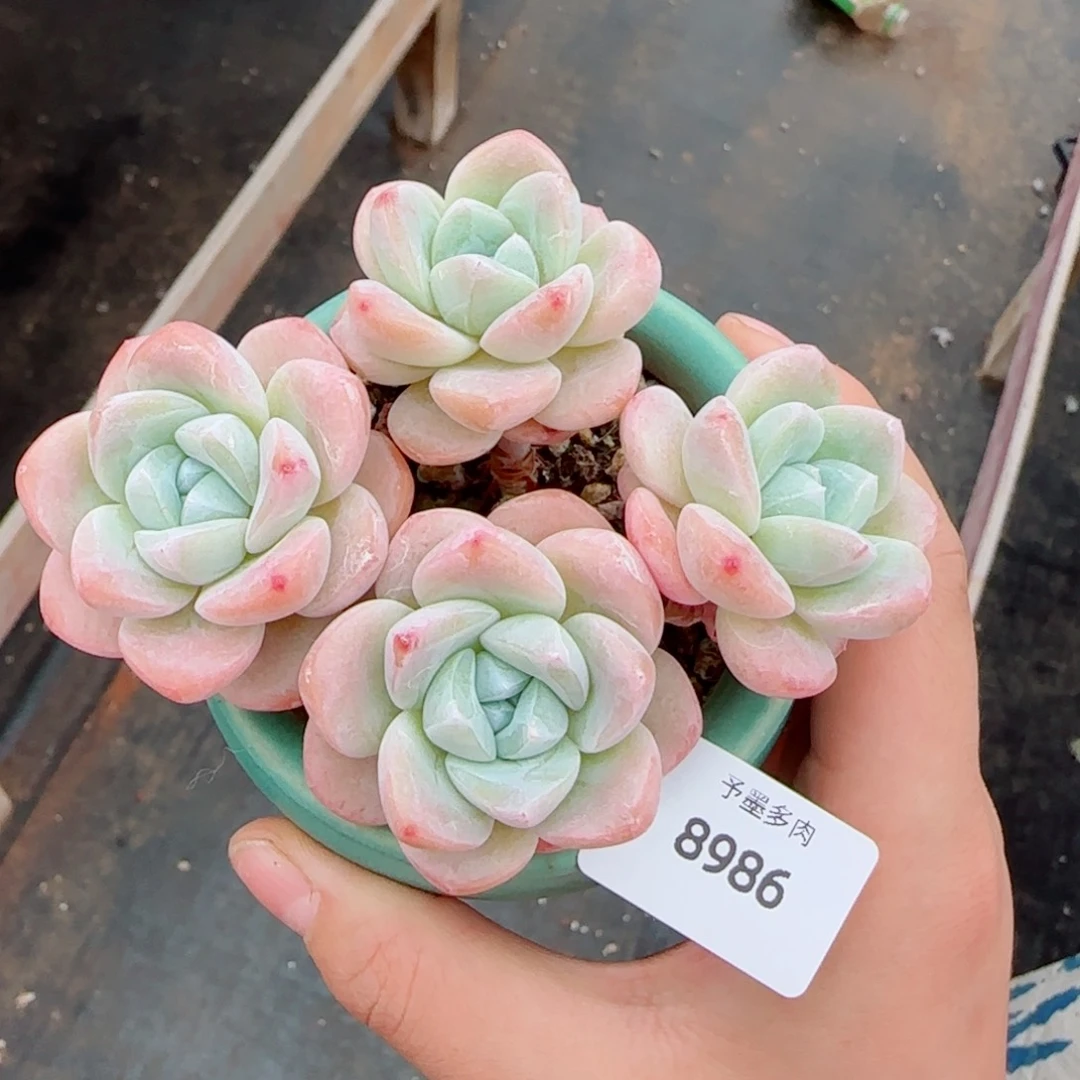 长杆冰玉无砍，8986多肉植物