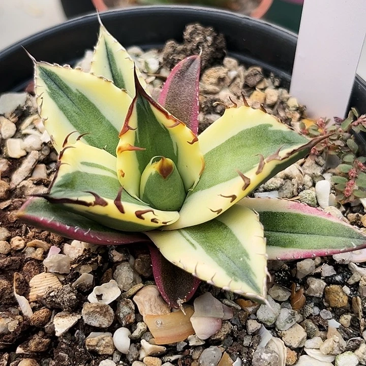 潮流植物控养龅牙龙舌兰50