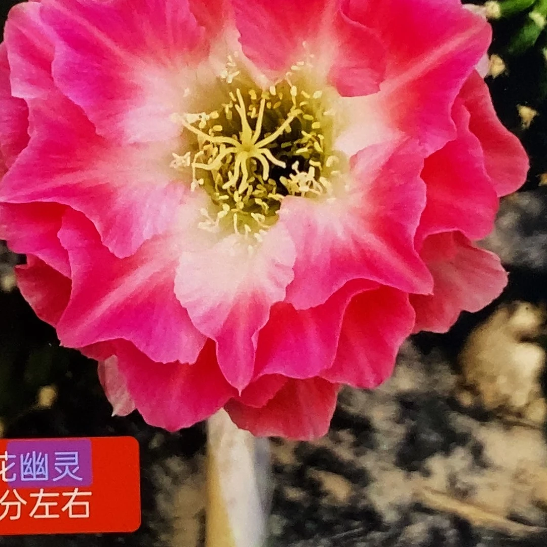丽幽灵侧芽歪3公分以上
