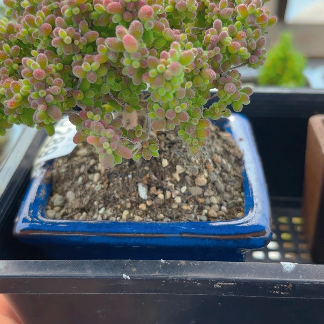 m****）蜜橘组合289。